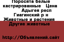 Поросята белые кастрированные › Цена ­ 2 000 - Адыгея респ., Гиагинский р-н Животные и растения » Другие животные   